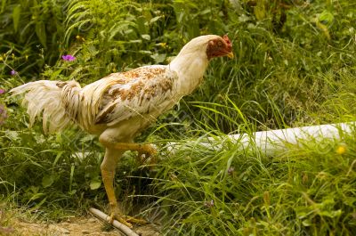 Chiken Run
