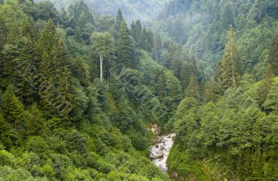 Forest Forest