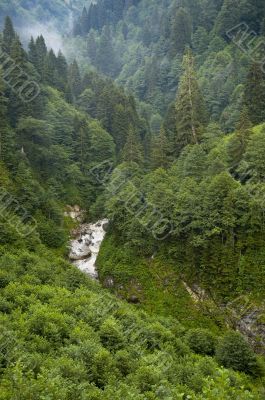 Forest