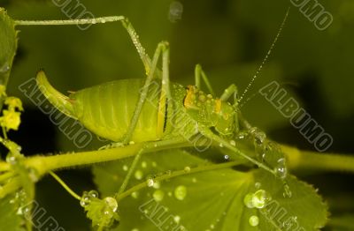 Grasshopper Grasshopper