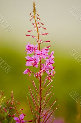 Flower Flower