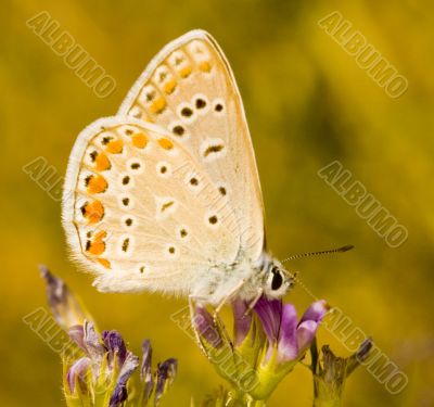 Butterfly Butterfly