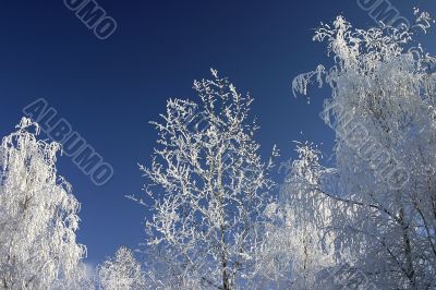winter trees winter trees