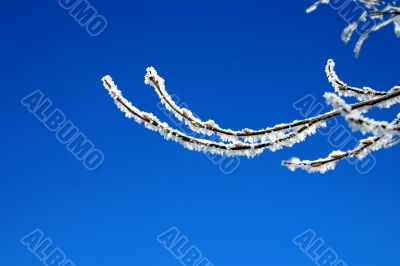 snow-bound branch