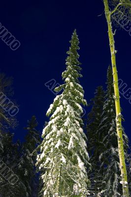 snow-bound fir-trees