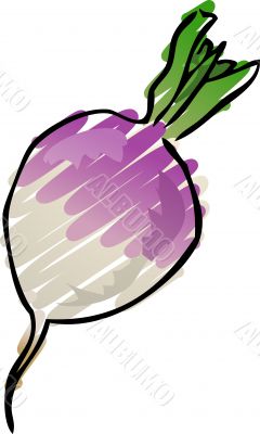 Turnip sketch