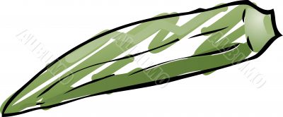 Okra sketch