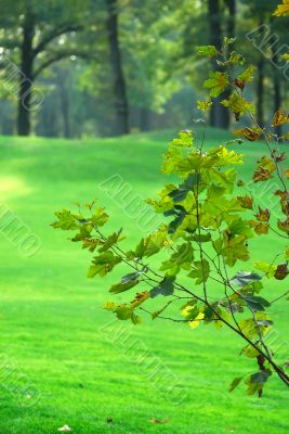 Parco di Monza in autumn