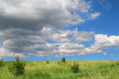 wild spring meadow