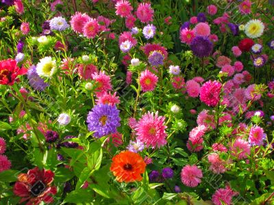 Garden bed full of flowers