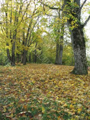 ground in the autumn