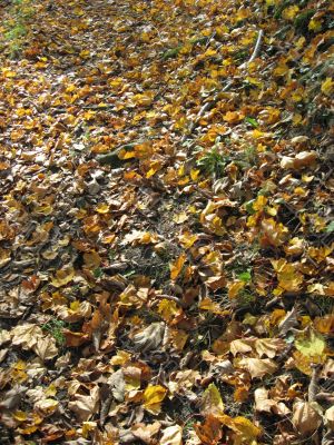 ground in the autumn