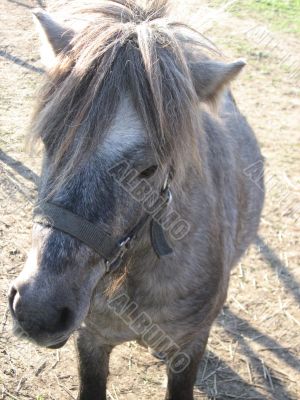donkey in the paddock