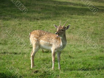 stag in the field