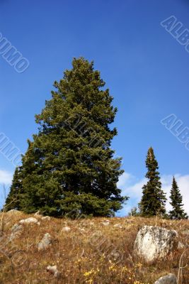 Isolated conifer against blue sky