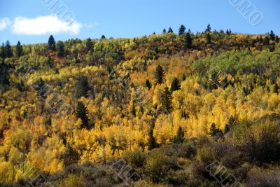 Fall colors in Idaho hills
