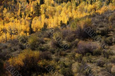 Fall colors in Idaho hills