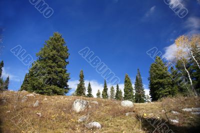 Isolated conifer against blue sky