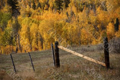 Fall colors in Idaho hills