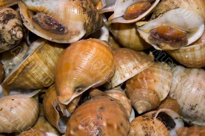 Shellfish snails