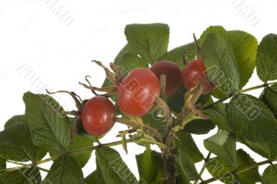 wild rose fruit