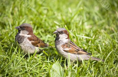 Two sparrows