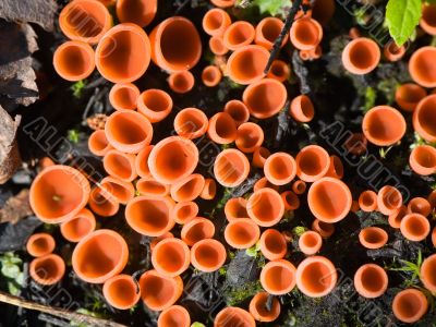 Red lichen background