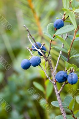 bush of blueberries