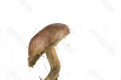 wilde mushroom