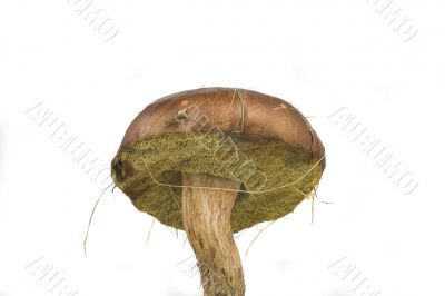 wilde mushroom