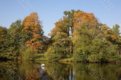 Swans in autumn park