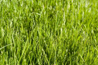 Green lawn