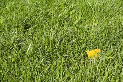 Green lawn