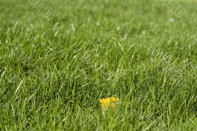 Green lawn