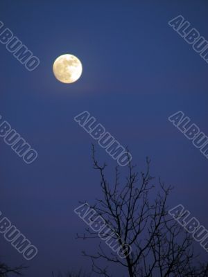 moon and tree