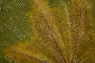 fall green and gold leaf background closeup