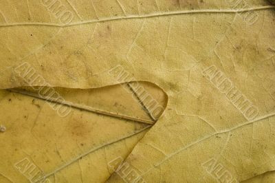 fall green and gold leaf background closeup