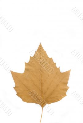 autumn leaf