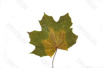 autumn leaf