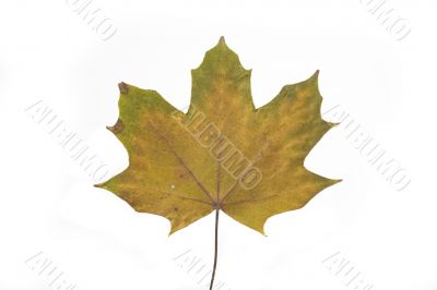 autumn leaf