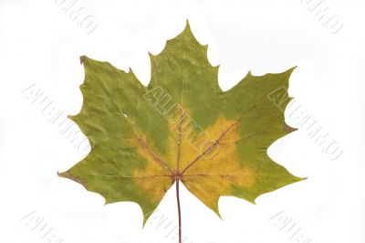 autumn leaf