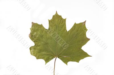 autumn leaf