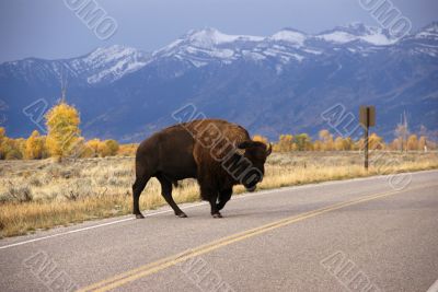 Single bull bison walking