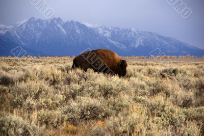 Single bull bison walking