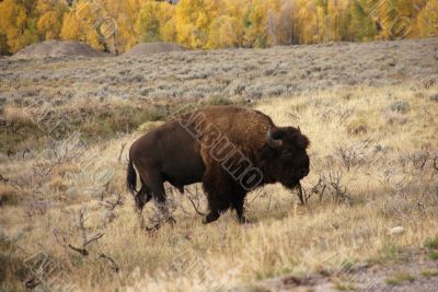 Single bull bison walking