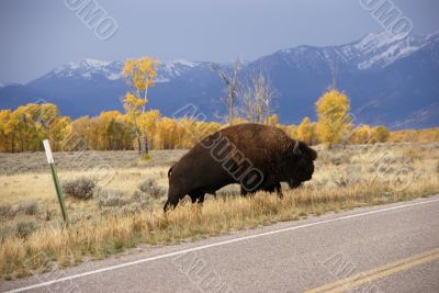 Single bull bison walking