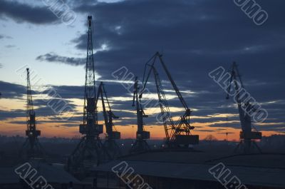 Twilight Cranes