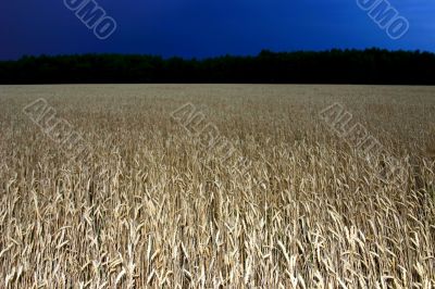 wheat field wheat field