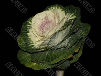 green cabbage green cabbage