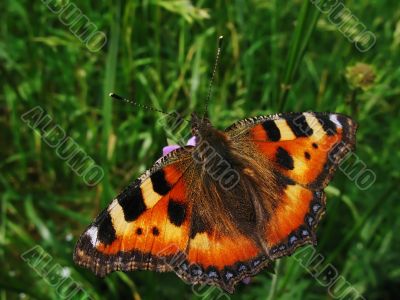 orange butterfly and green grass
